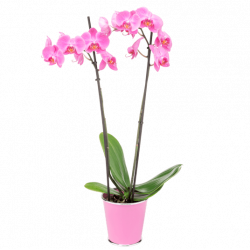 Orchidée Rose 2 Branches