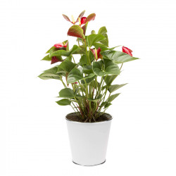 Anthurium Rouge Nevada