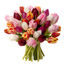 Festival de Tulipes (25 tiges)