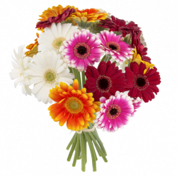 Germinis à la Folie