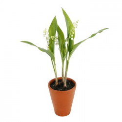 Muguet du 1er mai : "Mon...