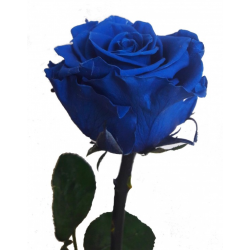 Rose Eternelle Bleu Egyptien
