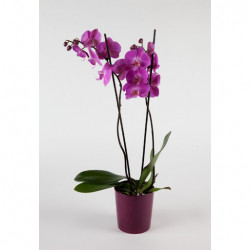 Orchidée Violette 2 Branches