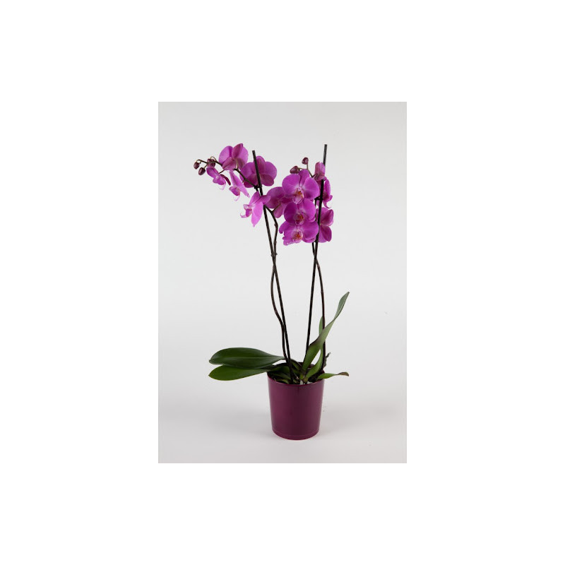 Orchidée rose 2 branches | L'Ilot Fleurs, fleuriste à Clermont Ferrand