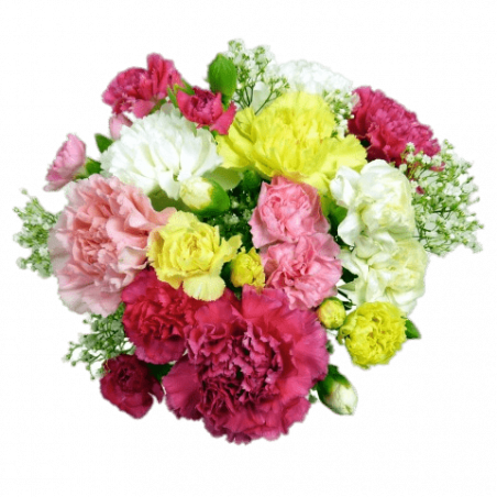 Bouquet d'Oeillets - 15 Tiges