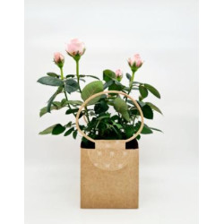 Rosier rose Ø20