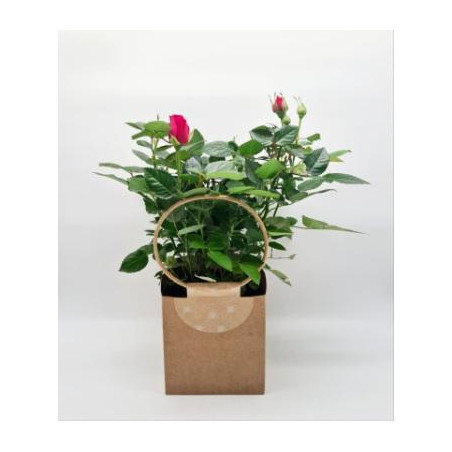 Rosier rouge Ø20