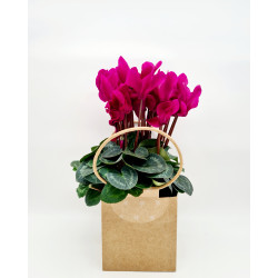 Cyclamen fushia