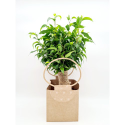 Ficus