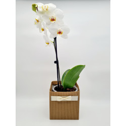 Orchidée Blanc 1 Branche