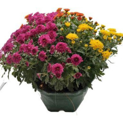 Chrysanthème Multicolore...
