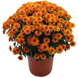 Chrysantheme uni...