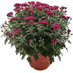 Chrysanthème Fushia...