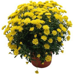 Chrysanthème Jaune...