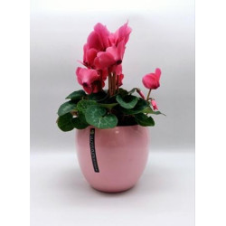 Cyclamen Rose