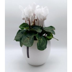 Cyclamen Blanc