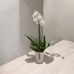 Orchidée Blanche 1 Branche