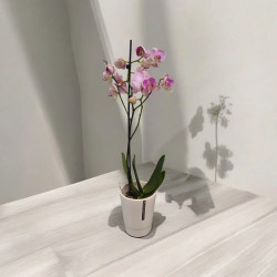 Orchidée Rose 1 Branche