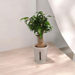 Ficus jute