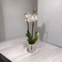 Orchidée Blanc 2 Branches