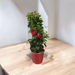Dipladenia