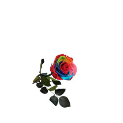 Rose Eternelle Arlequin