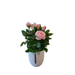 rosier rose