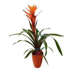 guzmania orange