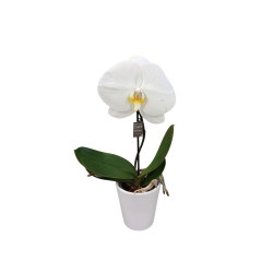 Orchidée Singolo