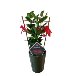 Dipladénia rouge