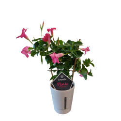 Dipladénia rose