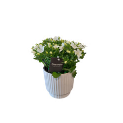Campanule