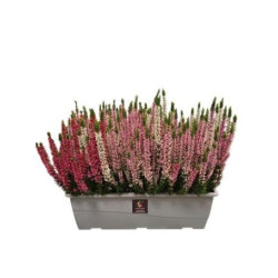 jardinière de bruyère