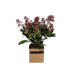 Skimmia Japonica