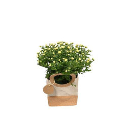 Chrysanthème ton clair...