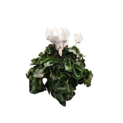 CYCLAMEN BLANC