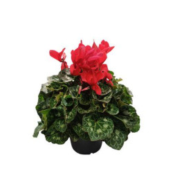 CYCLAMEN ROUGE