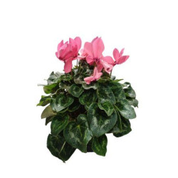 CYCLAMEN ROSE