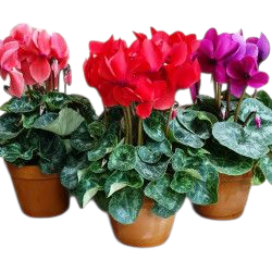 Gros Cyclamen pot de terre...