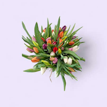 Festival de Tulipes (30 tiges)
