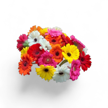 Germinis &agrave; la Folie ( 20 TIGES )