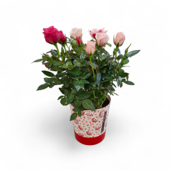 Rosier deux couleurs