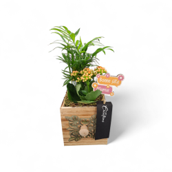 Composition Kalanchoë