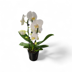 Phalaenopsis Cascade