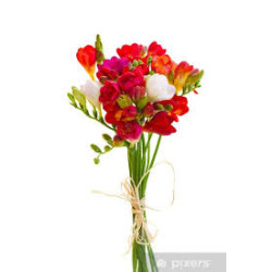 Bouquet de Freesias 20 tiges