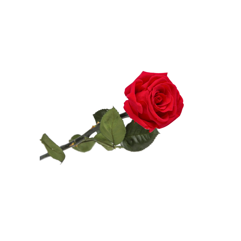 rose éternelle rouge