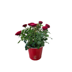 ROSIER ROUGE