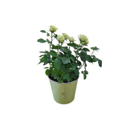 ROSIER BLANC