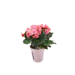Begonia Rose Tendresse
