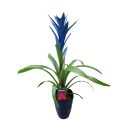 Bromélia Bleu